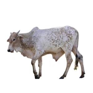 cow